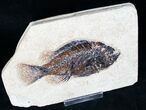 Priscacara Fossil Fish - Green River Formation #12290-2